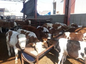 Karabük’te çalınan hayvanlar Mersin’de bulundu