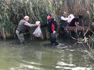 Avlanması yasak olan 27 yeşilbaşlı ördek kafeste bulundu