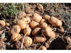 Yozgat’ta yerli patates hasadı yapıldı