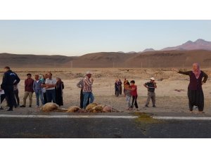 Tır sürünün arasına daldı, 18 hayvan telef oldu