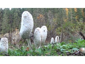 Sinop’ta mantar toplama zamanı