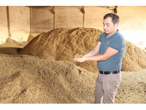 Bu yem altın değerinde