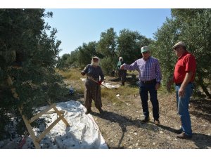 Zeytinde rekolte üzdü, fiyatlar sevindirdi