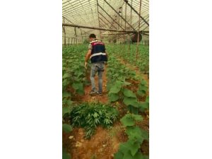 Örtüaltı kaçak Hint keneviri üretimine jandarma baskını