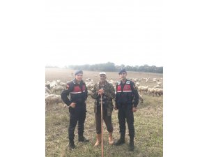 Çaldığı koyunları satamadan yakalandı