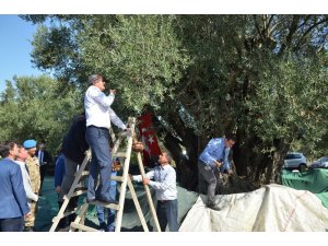 Bin 657 yaşındaki ağaçtan zeytin hasadı