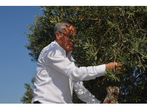 Manisa'da zeytin hasadına anıt ağaçtan başlandı