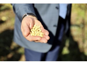 Ordu, soyaya yöneliyor