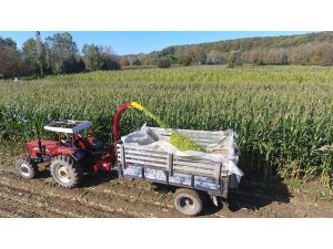 Sinop’ta silajlık mısır hasadına başlandı