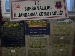 Bahçeden 300 kilo armut çaldılar