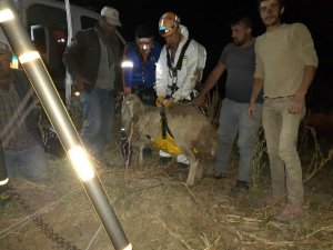 15 metrelik su kuyusuna düşen koyunu AFAD kurtardı