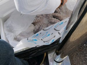 Zabıta ekiplerinden yasa dışı deniz ürünleri operasyonu