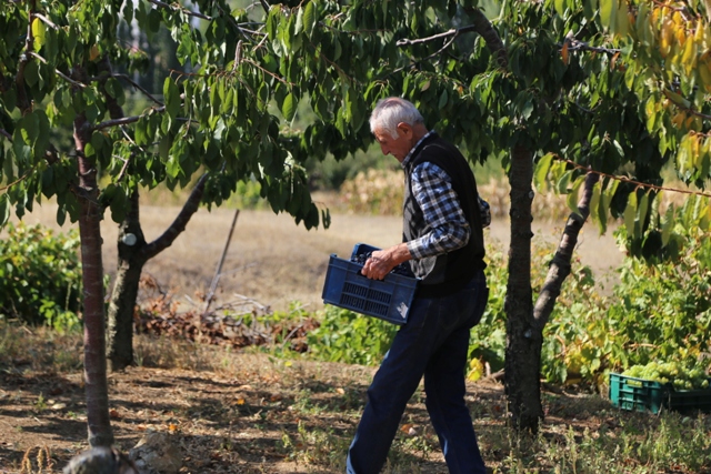 "Hasarlı kirazları" kurutarak ekonomiye kazandırıyorlar