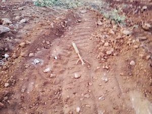 Dargeçit’te askeri üs bölgesi yakınlarında patlamamış roket bulundu