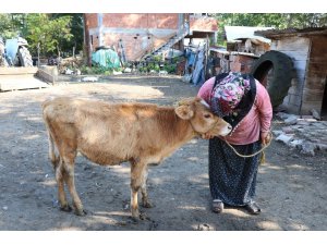 Çalınan büyükbaş hayvanlarına kavuşan vatandaşların sevinci