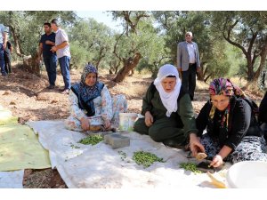 Ödüllü Derik zeytininde hasat sezonu başladı
