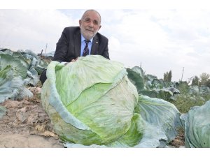 Elbistan lahanasına "coğrafi işaret" alınacak