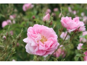 Gül üreticisine rekolte artışı şoku: Alım fiyatı 7.80 lirada kaldı