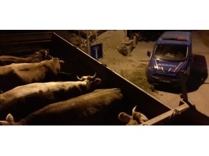 Jandarma hayvan hırsızlarını böyle yakaladı