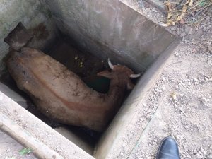 Kuyuya düşen inek itfaiye ekiplerince kurtarıldı