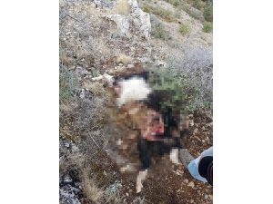 Hava kararınca dağda unutulan 5 keçi kurtlar tarafından telef edildi