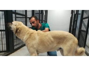 Sokak köpeğini sopa ile acımasızca dövdü