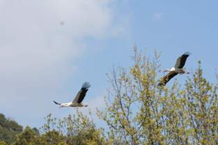 Leylekler göç yolunda
