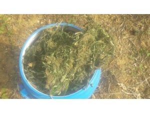 Ceviz bahçesine gömülü 10 kilo esrar ele geçirildi