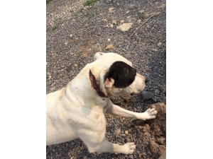 Boynu kesilmiş halde bulunan köpeğe vatandaşlar sahip çıktı