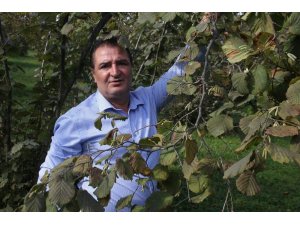 Arslantürk: "Fındıkta tehdit oluşturan Kahverengi Kokarca böceği kışı evlerde saklanarak geçiriyor"