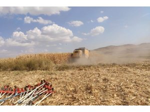 Mazıdağı’nda mısır hasadı başladı