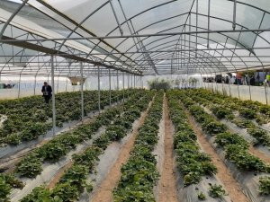 DOKAP Ordu’da meyve-sebze bahçeleri kuracak