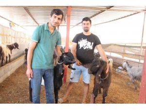 Sadece bir tanesi günde 6 kilo süt veriyor