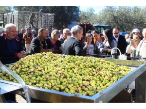 Uluslararası Zeytin Hasat Festivali başlıyor