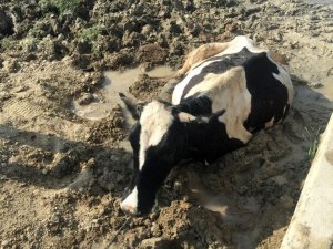 Bataklığa saplanan ineği itfaiye kurtardı