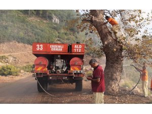 Ağaç kovuğunda ateş yakan piknikçiler pes dedirtti