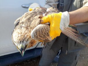Yaralı şahin tedavi altına alındı