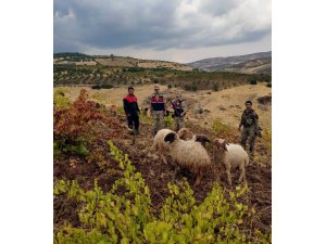 Kaybolan küçükbaş hayvanları jandarma buldu