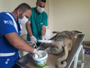 Düşen kayaların altında kalan köpek kurtarıldı