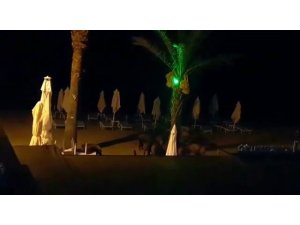 Turizm kentinde yaban domuzları sahile inip köpeklere saldırdı