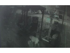 Kafası kopmuş kedi yavrusu bulundu