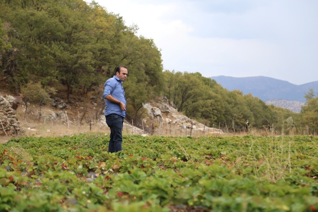 Zedelemeden çilek toplamak için sistem geliştirdi