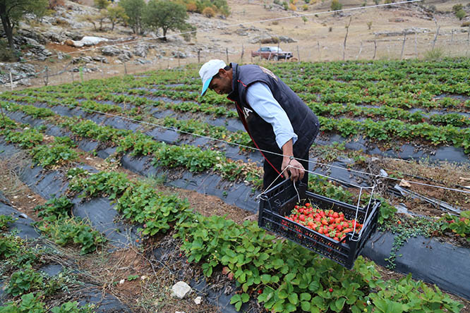 Zedelemeden çilek toplamak için sistem geliştirdi