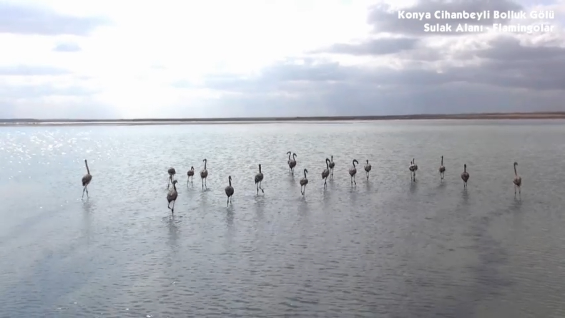 Ereğli’de flamingo satışı yapan kişi yakalandı