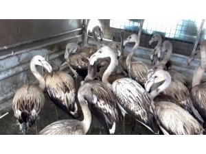 Yavru flamingolar kurtarılarak göle bırakıldı