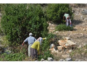 Mersin, ‘yeşil altın’ defne yaprağı üretiminde 5’inci sırada