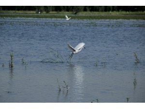 Nallıhan'daki kuşların göçü başladı