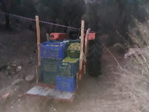 Ölüm yaşlı adamı traktör üzerinde yakaladı