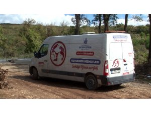 Ormana bırakılmak üzere toplanan köpeklerin yardımına hayvanseverler yetişti