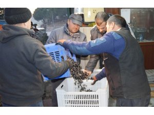 Erdek’te zeytin alımları başlıyor